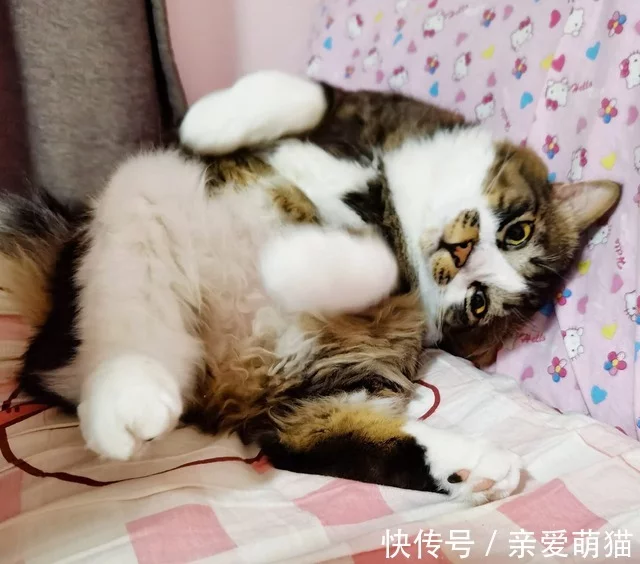 女子嫌小猫“太瘦”收养，照顾1年后猫突然发福，意外胖成网红猫