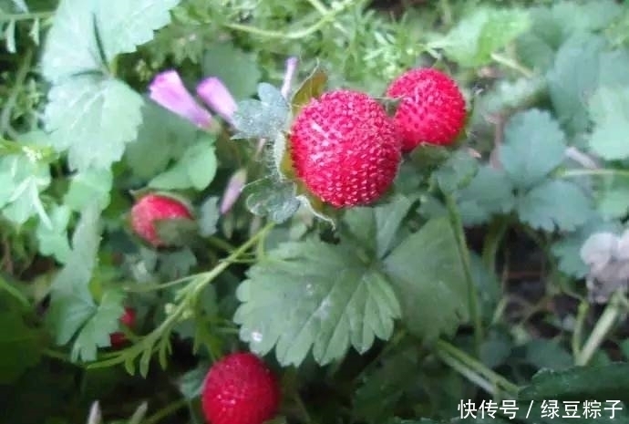 此果|感冒、咽喉肿痛、咳嗽?莫慌!吃几颗此果,现在知道还不晚!