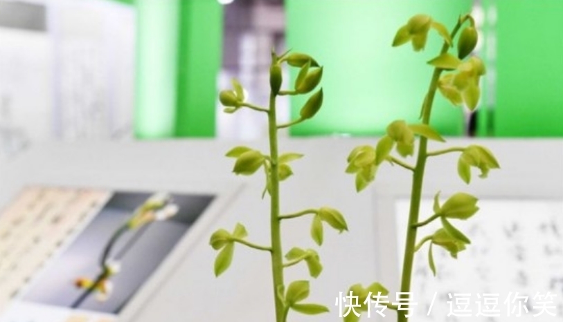 兰花|价值700万元的素荷，堪称花中极品，为何如此珍贵？一起来看看
