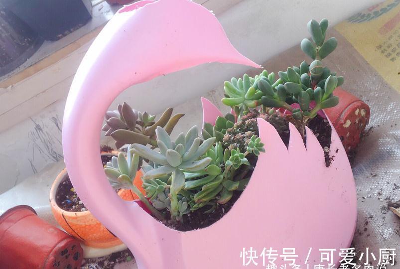 喜欢自己动手的肉友看过来,7种多肉自制花盆,你都玩过哪几种?