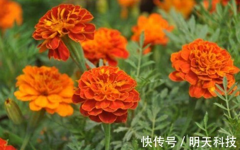 八种开花植物，好看还好养，养在家中，花开爆满阳台，好看极了！