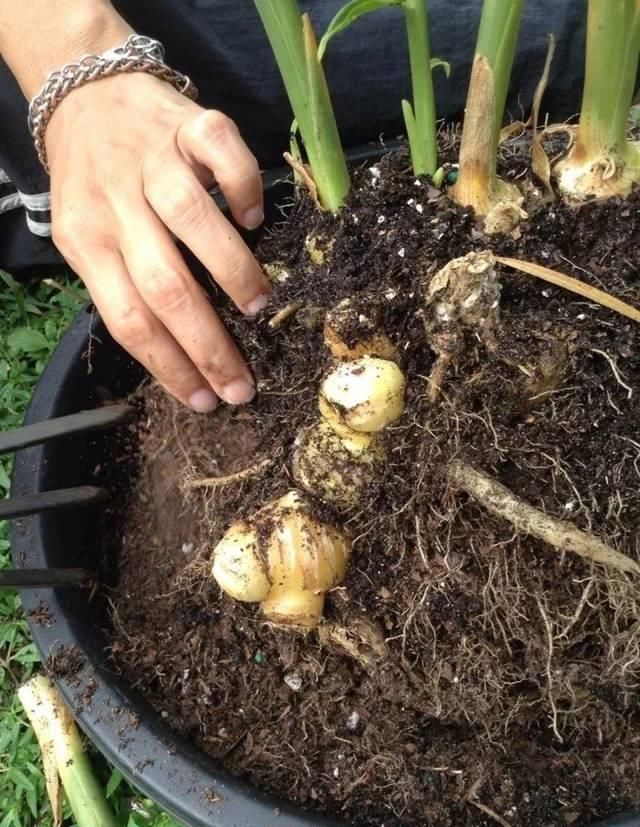 盆栽|对光照需求不多的生姜,养成盆栽后摆窗台上,也能生长旺盛