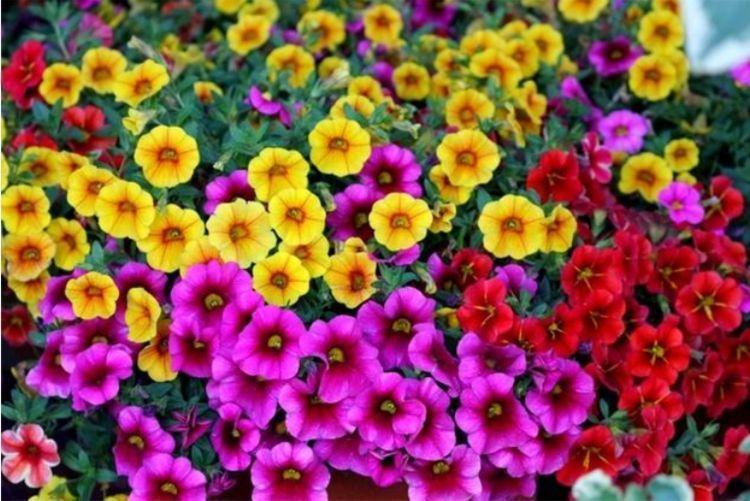 养花就养个花期长的,家里养一盆,满屋飘香,天天好心情!