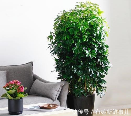 4种富贵花,再不漂亮也要养一盆,个个吉祥,空气一级棒!