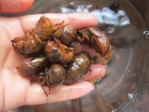 知了|夏天吃知了猴，记住“3种能吃2种不吃”，吃对才健康，不懂快看看