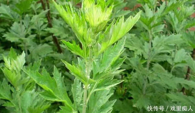 找上门来|女性睡前,把艾草敷肚脐里,坚持一段时间,3大好处找上门来