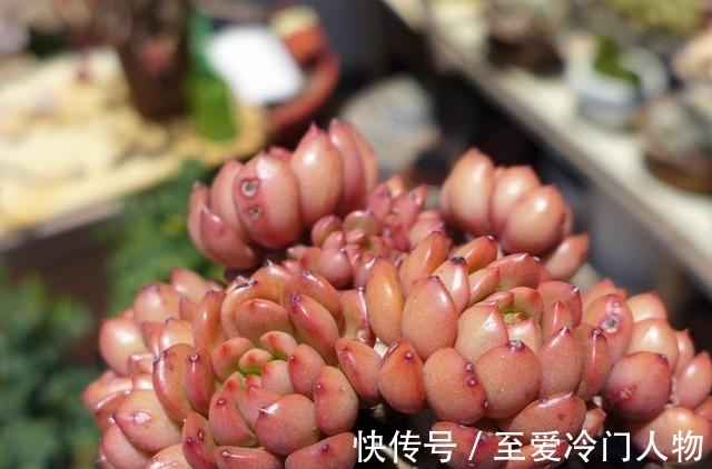 哪个品种让你爱上多肉?我因为紫乐入坑,已经被养成了大老桩