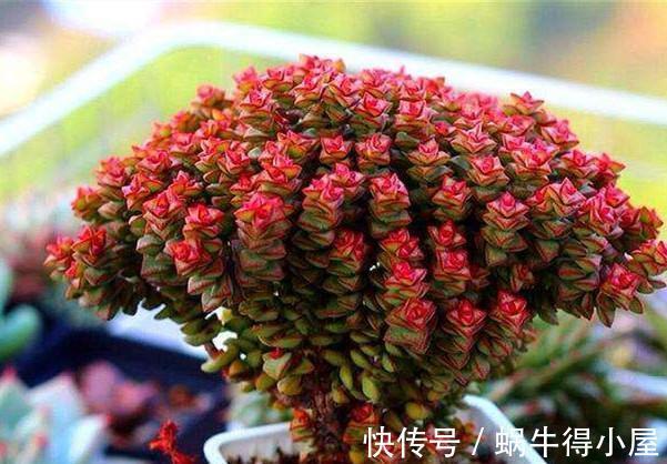 姬胧月|新手养多肉总是养不好，试试5个品种，皮实好养颜值高