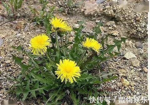 食用禁忌|蒲公英，用对是药，用错是毒！别让无知害了自己