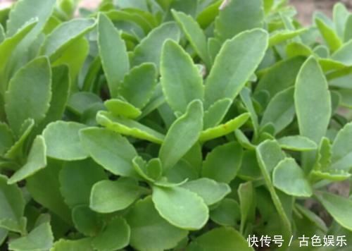 中年|农地里被忽视的这种野菜,或是高血压“克星”,建议:不妨多吃点