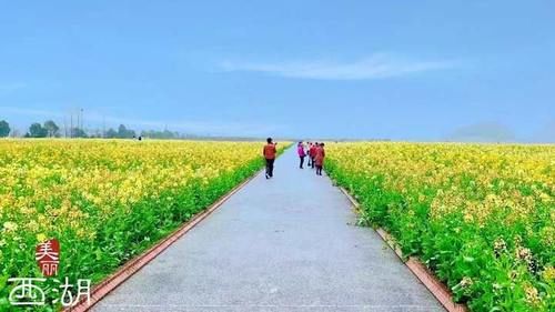 105亩油菜花田盛放！这个周末，可以搭赏花公交专线来铜鉴湖看花海