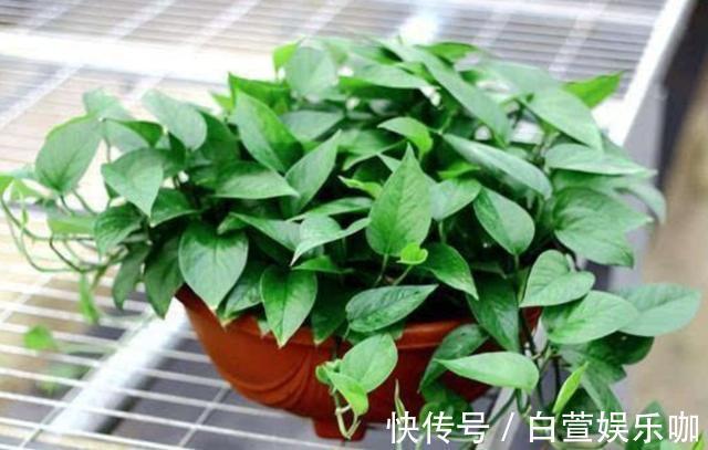 养分|天冷了,给绿萝补点“营养”,整个冬天叶子绿油油