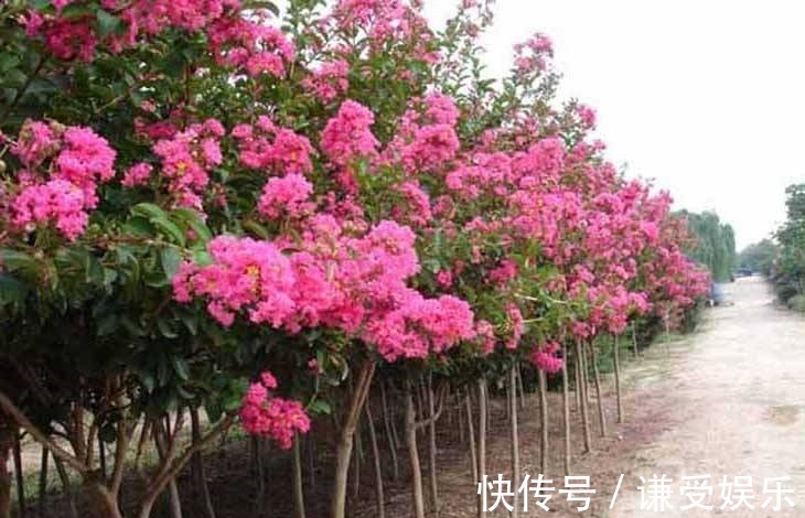 这些“高贵之花”,花朵漂亮开花多,每一种都很值得养太美了