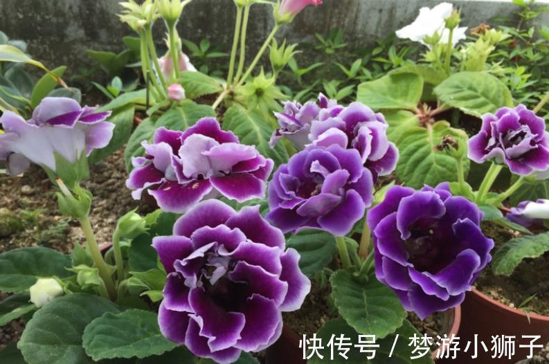 秋冬家里采光差,可以种上3种花,有点散光就能开灿烂,美极了