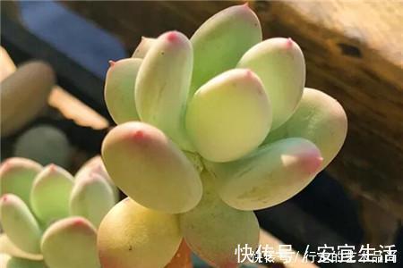 多肉十大美人,太阳一晒脸就红,胖成球的最好看!