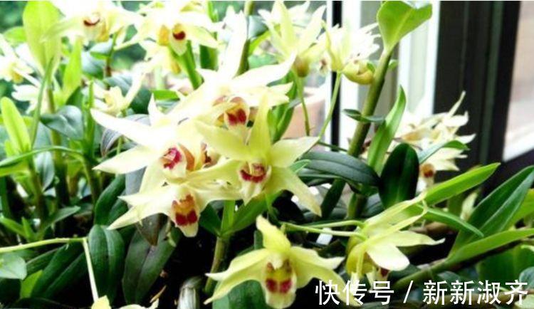浇水|几款艳丽的花卉，漂亮又好闻，全年开花不断，丝毫不逊色于牡丹