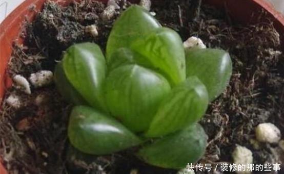 妖教|养花必修课,蓝妖教你认识最前沿的种植基质