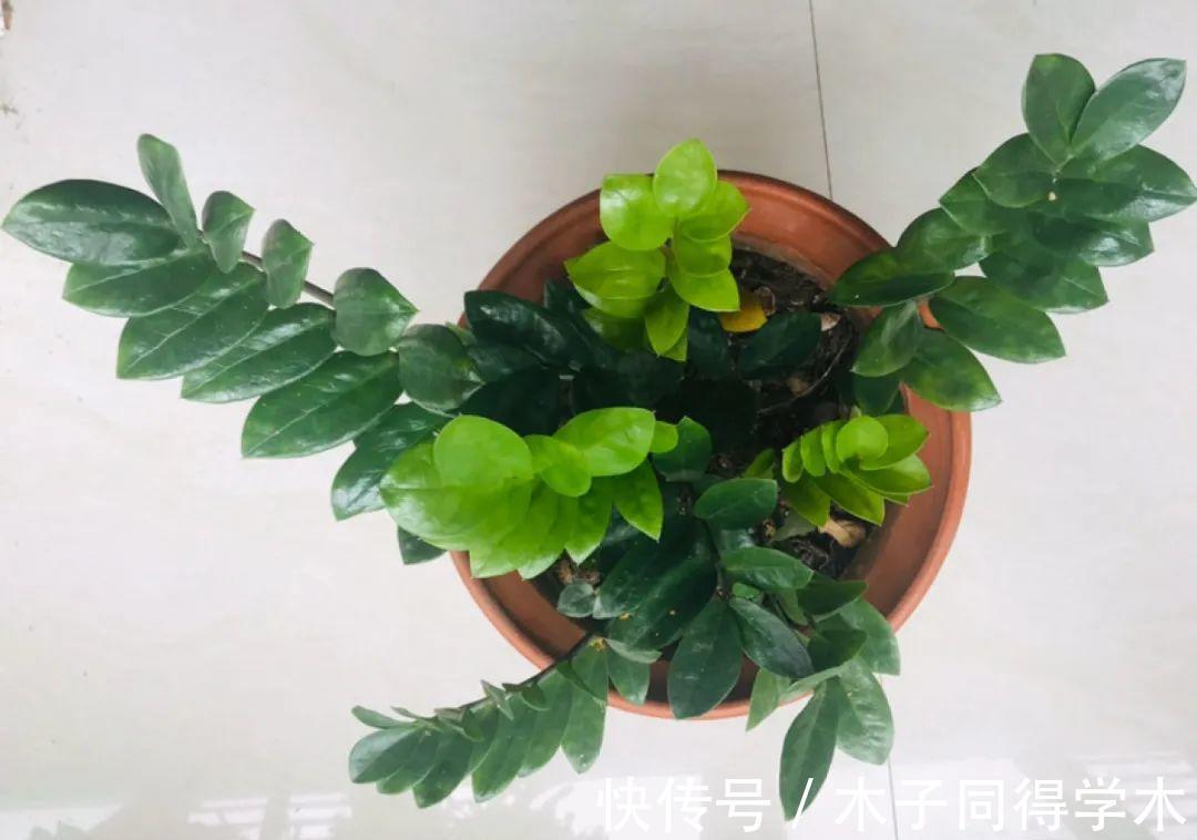7种花，立秋后换盆，秋冬才能越养越好