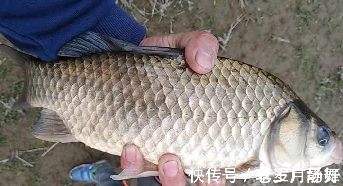 野生鲫鱼能长到半米长?北方钓友无人区钓起5.2斤野生大板鲫