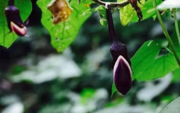茄子起源本土并不是，它背后隐藏着几千年的历史文化！