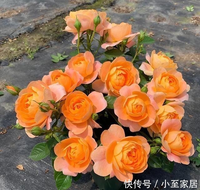  香气|3种有趣的“月季花”，不仅勤花，还带有香气，花开不停