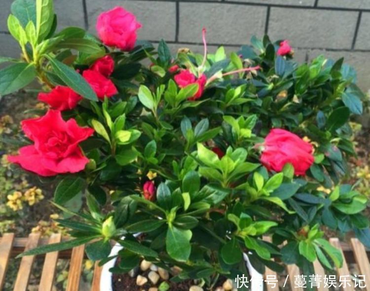 叶子|超好养的“4种花”,人人都喜欢,花朵烂漫迷人,美爆了