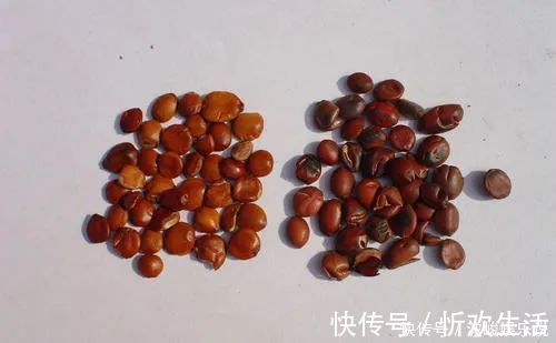 酸枣仁|睡不着、睡不好试试这碗安神汤,让你沾床就睡!