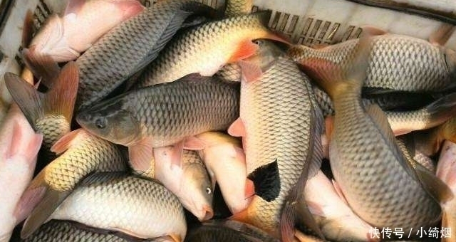 曾位列“四大名鱼”,如今却沦落到卖不动,无人愿吃,到底为啥