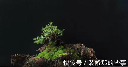 个性|破壶烂瓦做盆,每一个都破出了个性