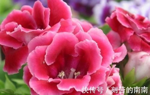 花卉|此花，特别喜阴，家里采光不好也能养，开花又大又鲜艳