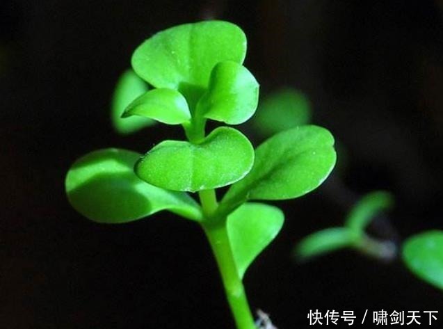 轻易|做人,别轻易把自己的这三个“死穴”暴露给别人