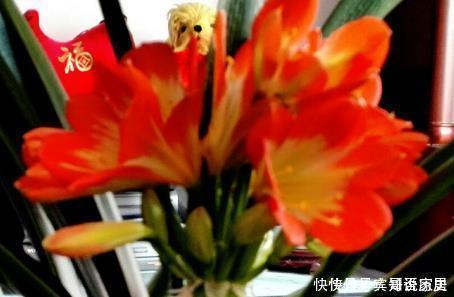 肥料|家养君子兰总是难开花用这三种东西堪比肥料,既省钱又实用