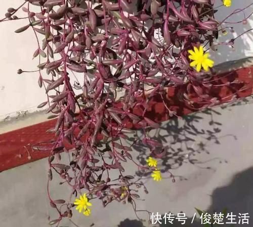 环境温度|新人练手养多肉选这几样,价格便宜,叶子晒晒太阳就成糖果色