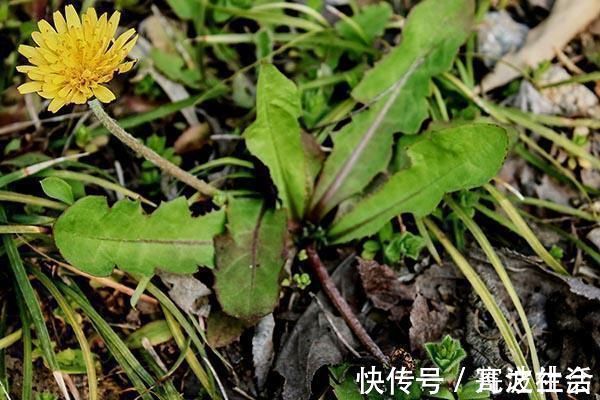 好处|“药草皇后”就在大家身边,常用它来泡水喝,3个好处用不完