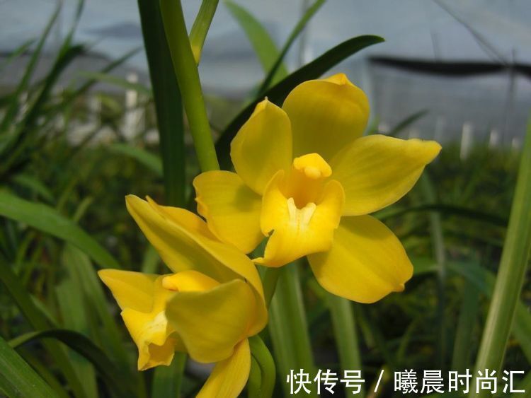 喜欢养花,首选“精品牡丹”荷包牡丹,似少女荷包,寓意极美