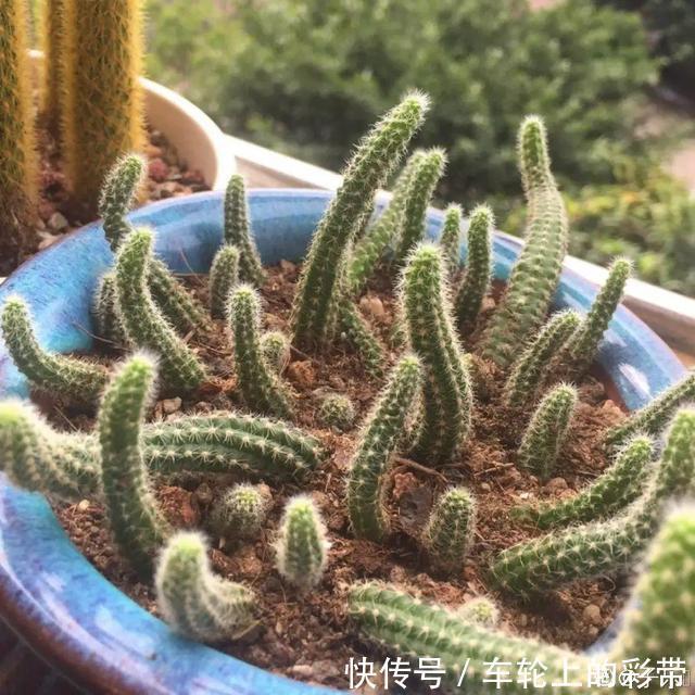 吊兰长满小金鱼，养上5年，越养越上瘾！