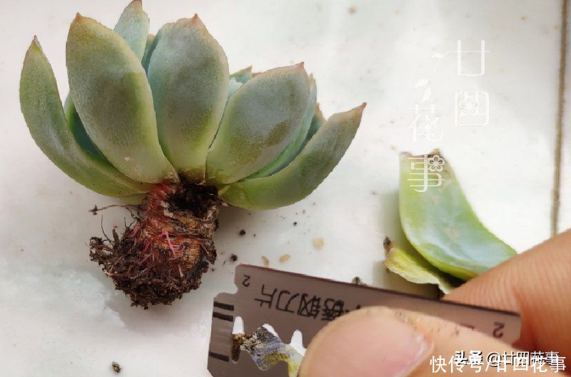 肉肉|多肉烂根变萎蔫，逃不过3个原因，对症处理恢复快