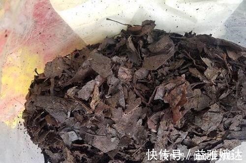 腐叶土|家庭养花，土从哪里来3个方法，不花一分钱，就能自制营养土了！