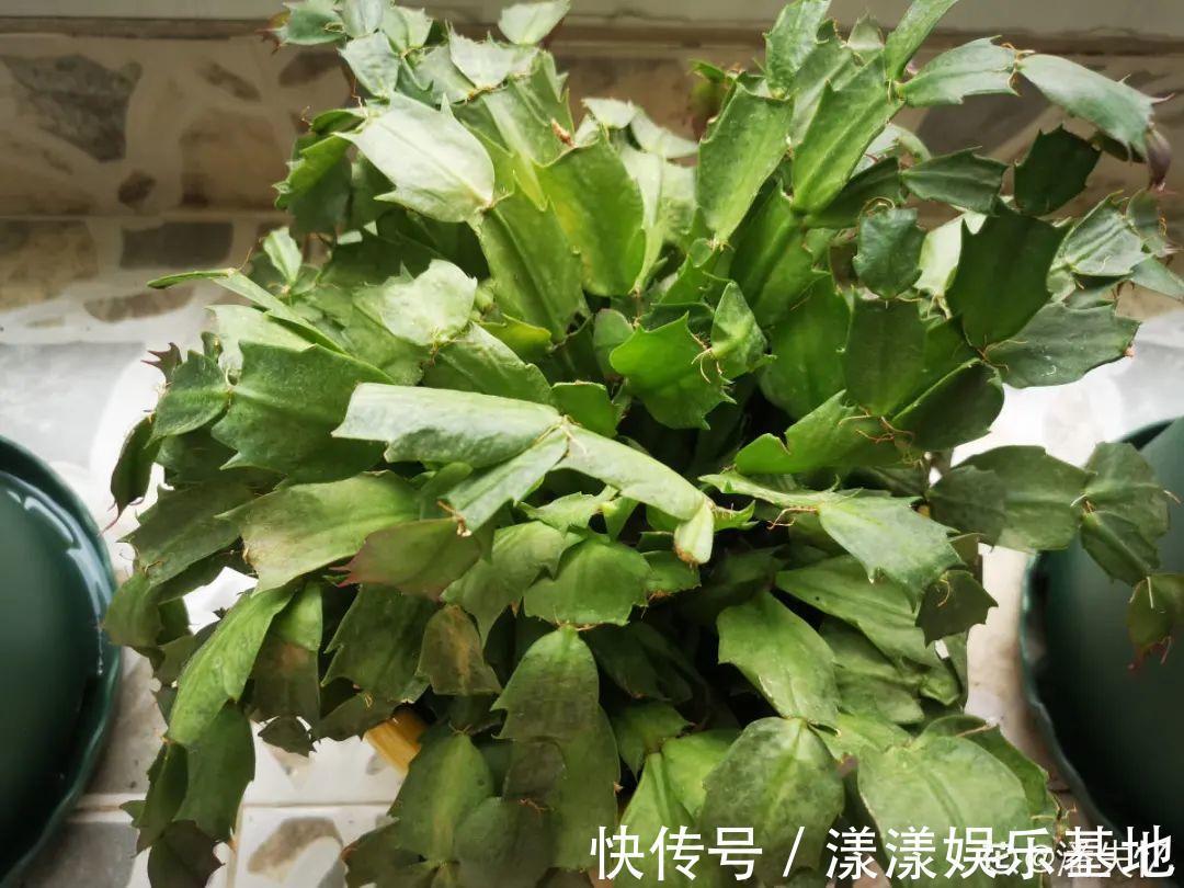 10种花要控水,天热反而不能浇,一浇水就死