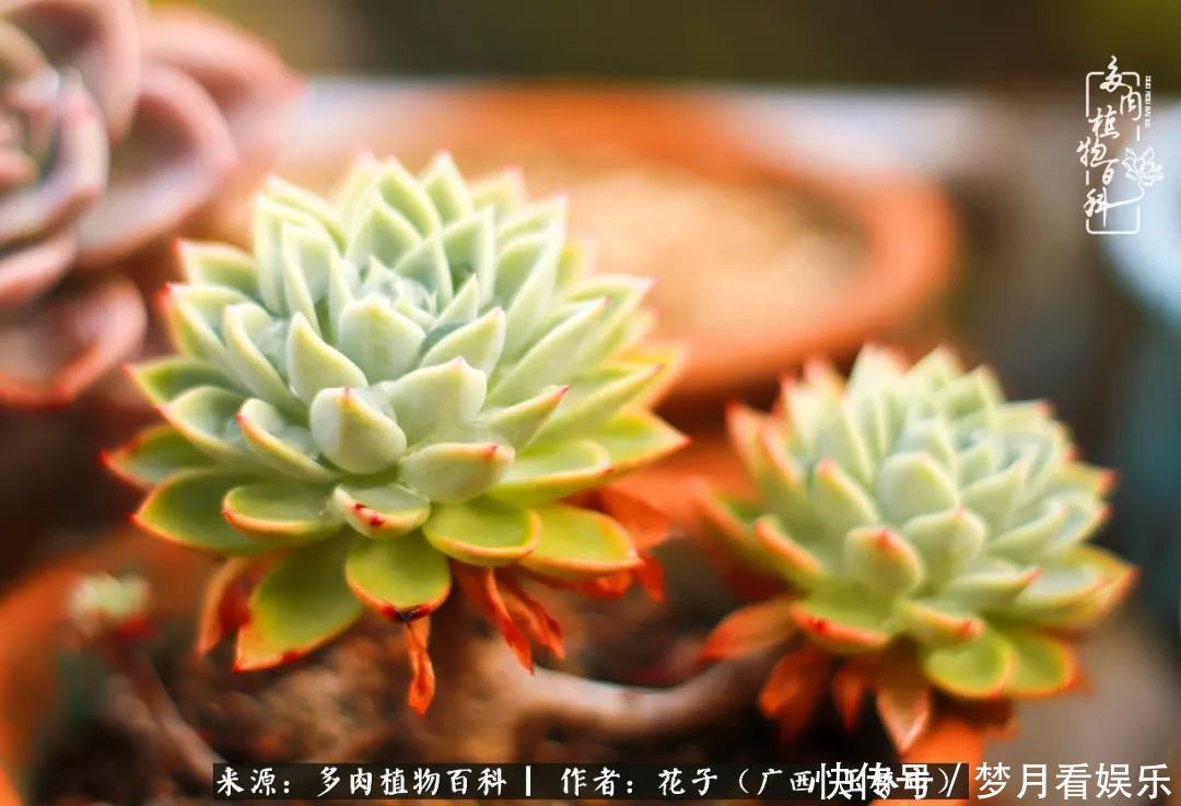 为了爱情|为了爱情来到陌生城市,偶遇多肉,地老天荒的爱恋!