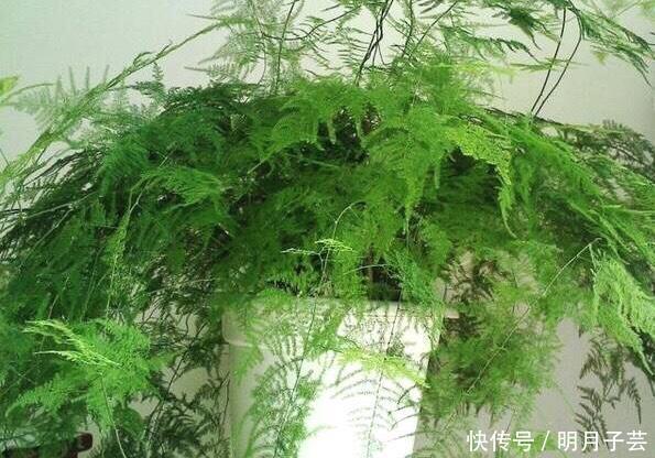 枝条|养文竹,有3个“小方法”,分枝多,叶茂盛,郁郁葱葱长爆盆