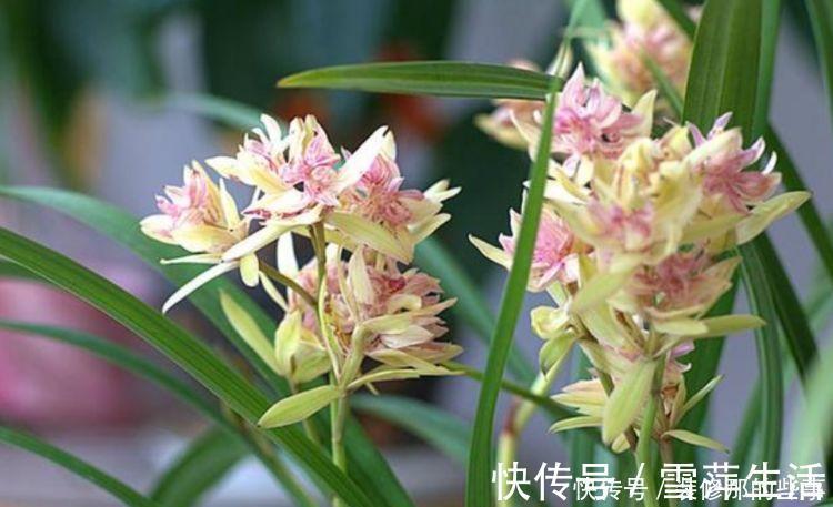 4种花,一养就爆盆,爆成大瀑布,比法国香水还香