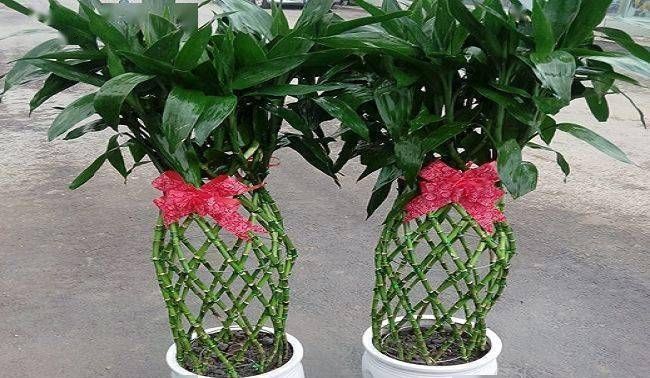 空间|养花试试这几款,能装饰空间还具有稳步上升财富与和平的寓意