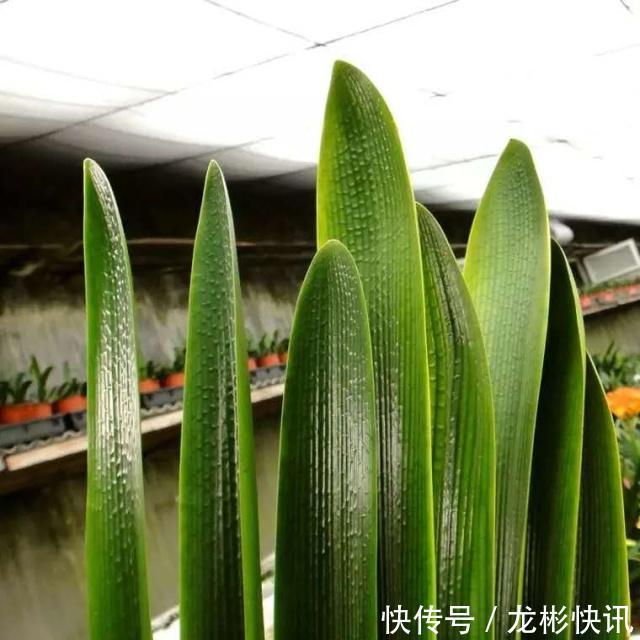 4个养“君子兰”的小口诀，叶子厚又亮、满盆大白根，轻松养好！