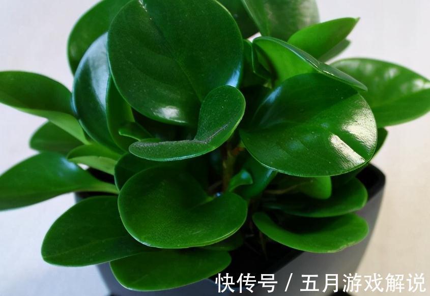 入冬以后,4种小盆花很受欢迎,价格亲民,好养易活,喜欢吗