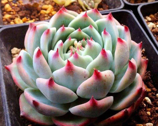 多肉吉娃娃怎么养更艳丽教你3个小妙招,养出最美的吉娃娃