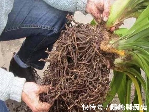 营养土|君子兰养了半年没变化,奶奶隔两天浇一勺“它”,开花爆盆