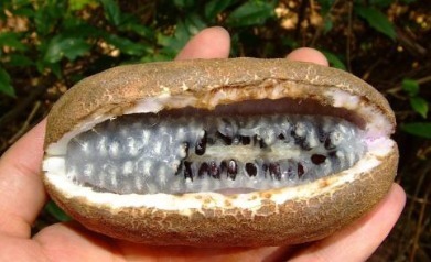 刺梨|几种野果已经不多见了,全吃过的估计都成家了!