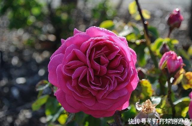 25个拥有中国血统的波旁月季。花朵超大个个丰花,还能爬藤做花墙