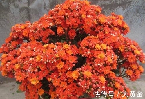 残花|长寿花开花越来越少?做好3件事,花开一茬接一茬,开出层叠群花